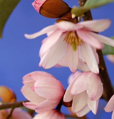 fairy magnolia