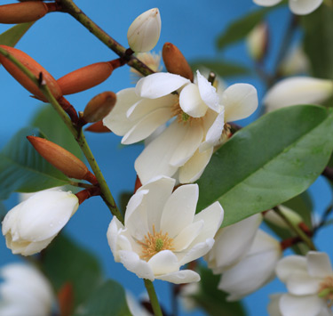 fairy magnolia