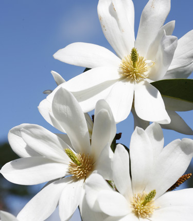 fairy magnolia