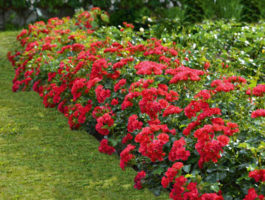 flower carpet rose