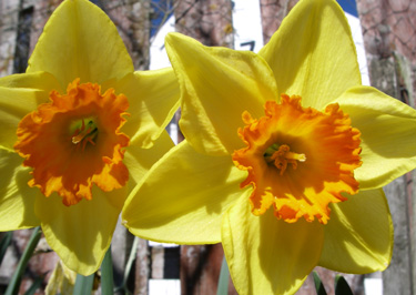 daffodils