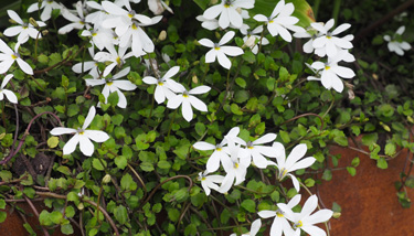 ground cover