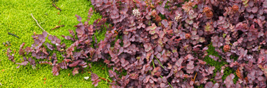 ground cover