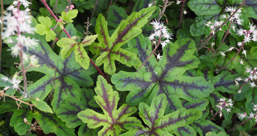 ground cover