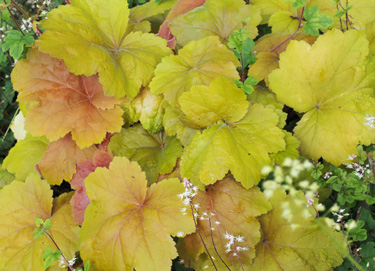 ground cover