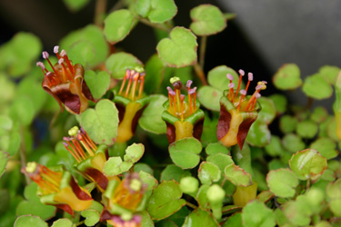 ground cover