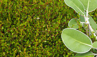 ground cover