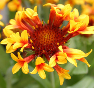 gaillardia