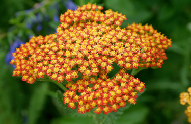 achillea