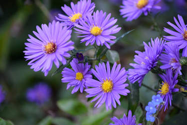 aster michaelmas daisy