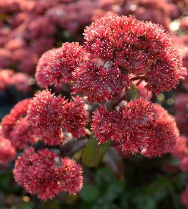 sedum