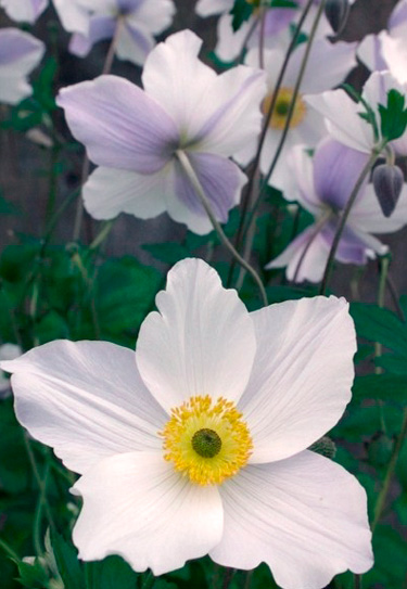 anenome windflower