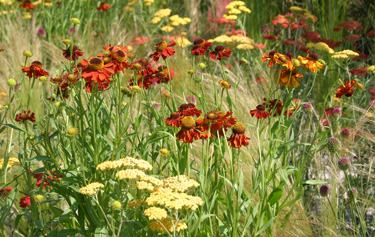 helenium achillea