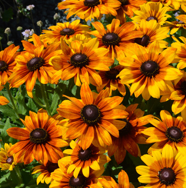 rudbeckia