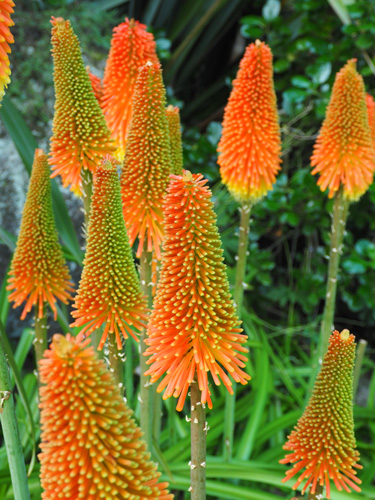 kniphofia