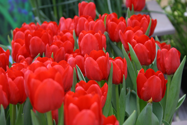 tulips