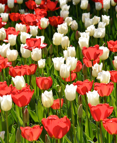 tulips