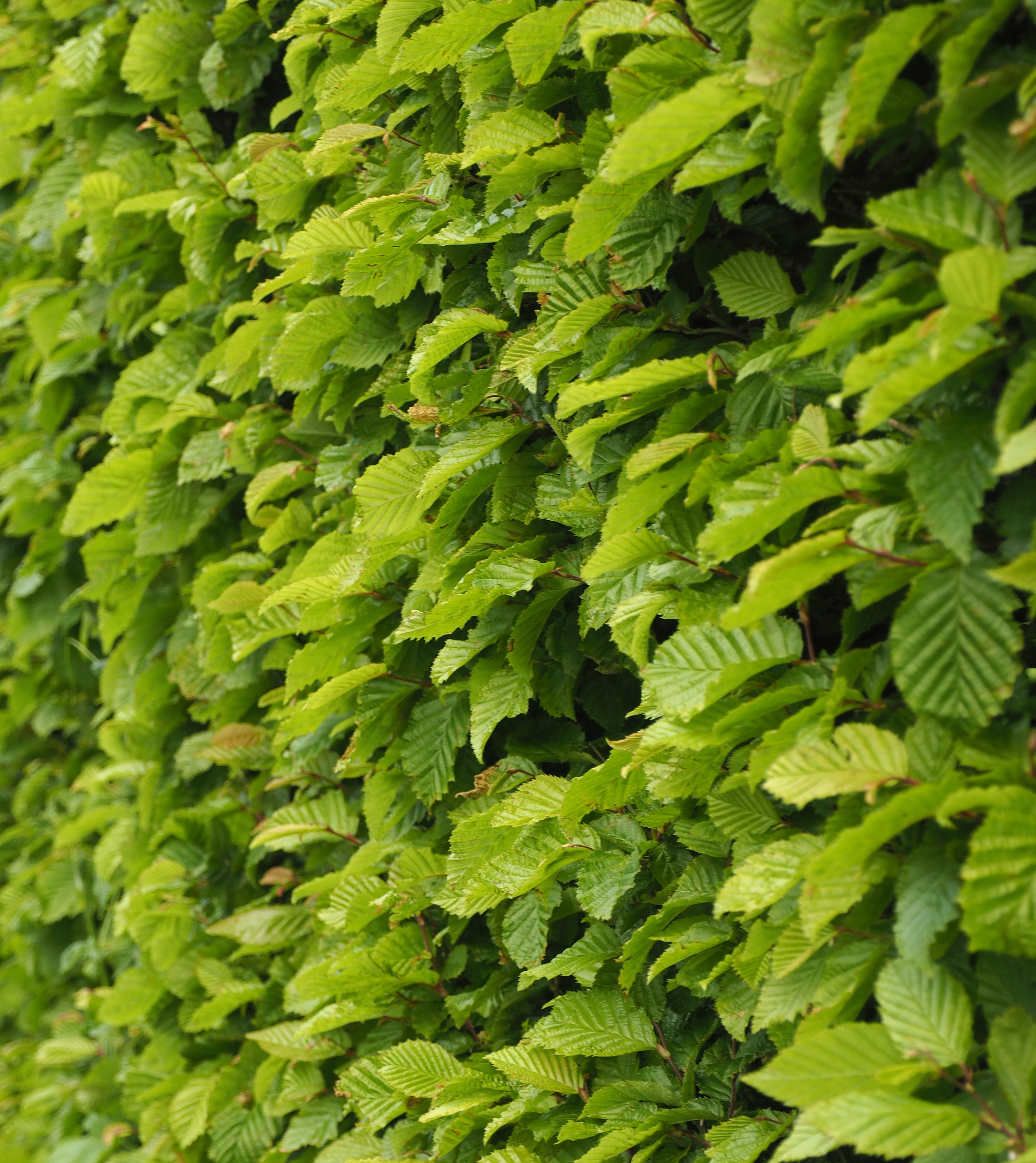 hedge