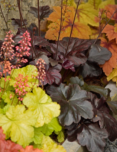 heucheras