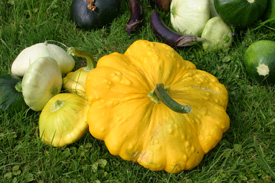 Baby Squash