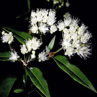 Lemon myrtle - Backhousia citriodora 