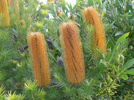 Banksia Gaint Candles