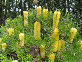 Banksia Lemon Delicious