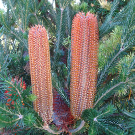 Banksia ericafolia