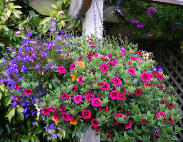 lobelia, calibrachoa petunias