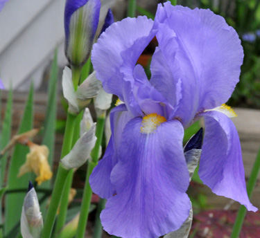 bearded iris