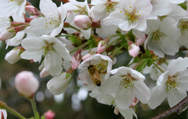 bee apple