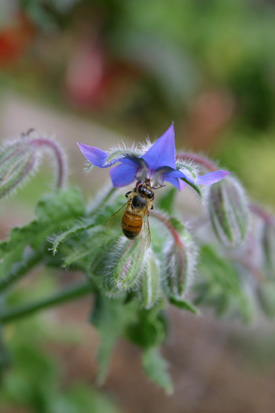 Borage