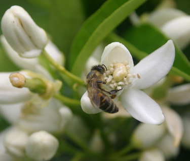 bee citrus