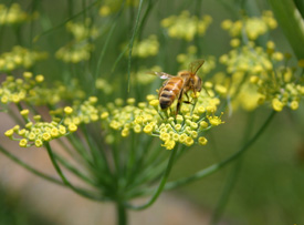 A bee feeding on a fennel flower