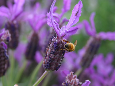 bee lavender