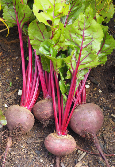 beetroot