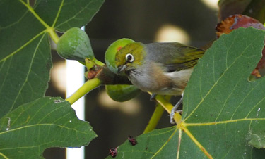 silvereye