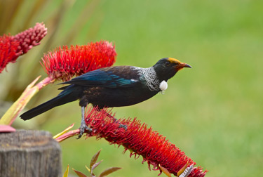 tui