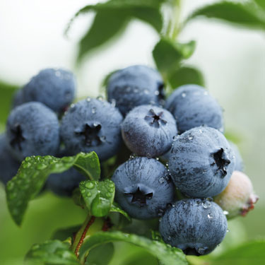 Blueberries 