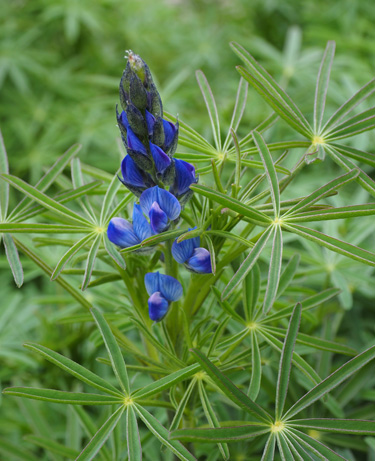 cover crop lupin