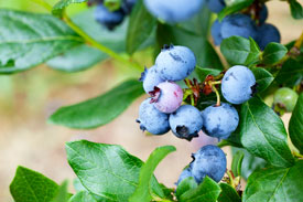 Blueberry 'Marimba'