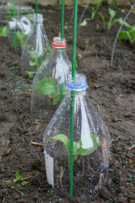 Bottle cloche