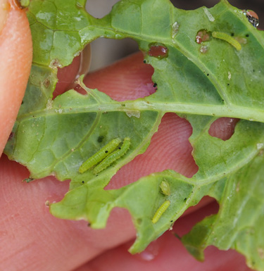 white butterfly caterpillars