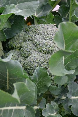 Broccoli