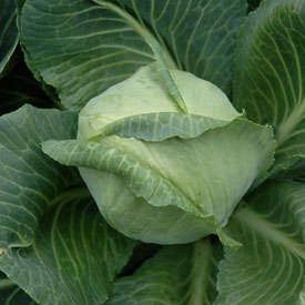 Cabbage