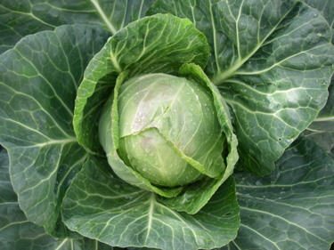 cabbage