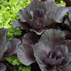 Red Cabbage