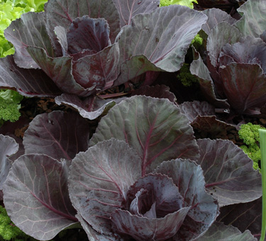 red cabbage