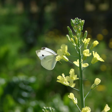 white butterfly