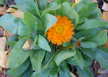 calendula, marigold